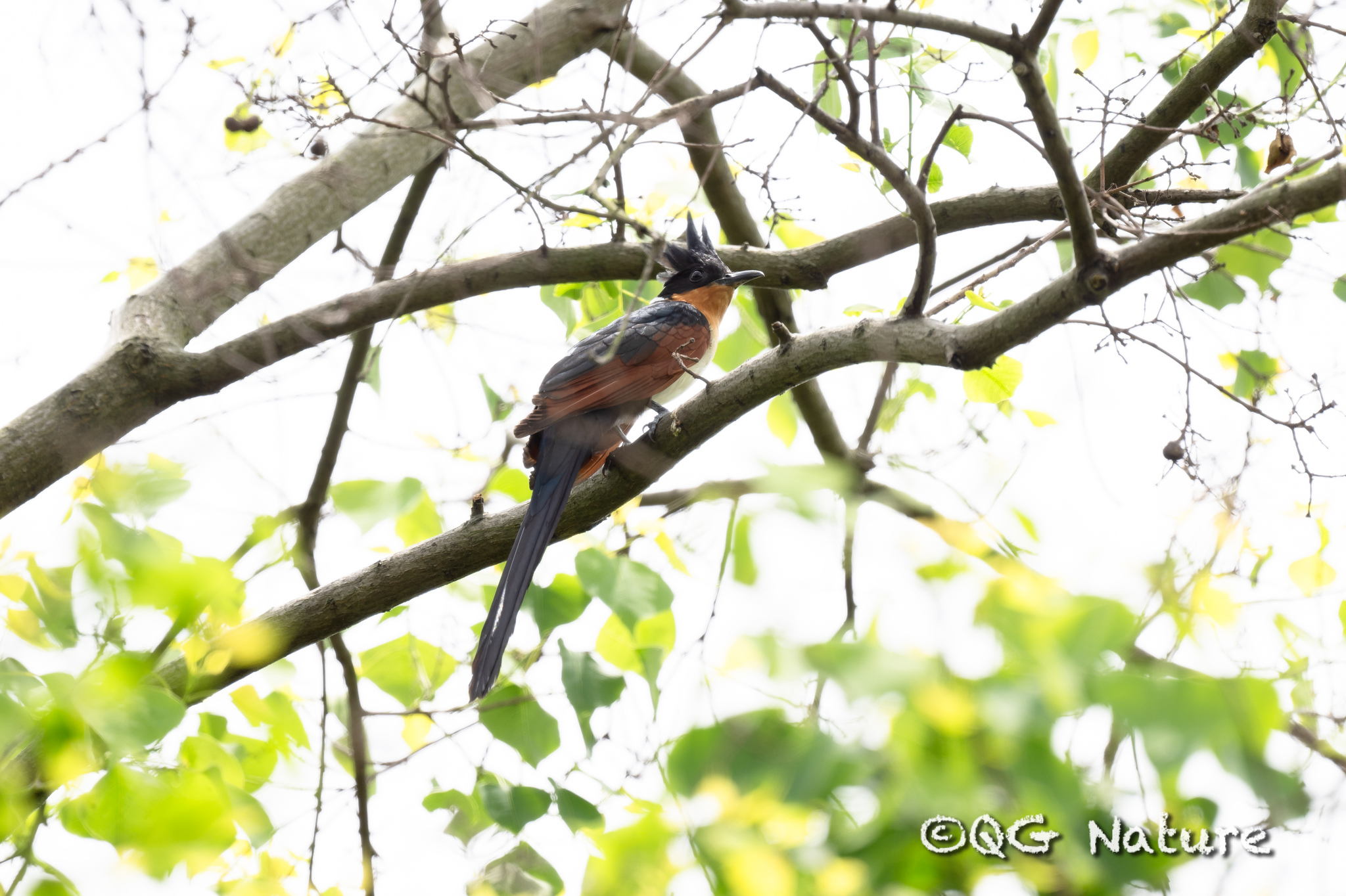 Chestnut-winged Cuckoo