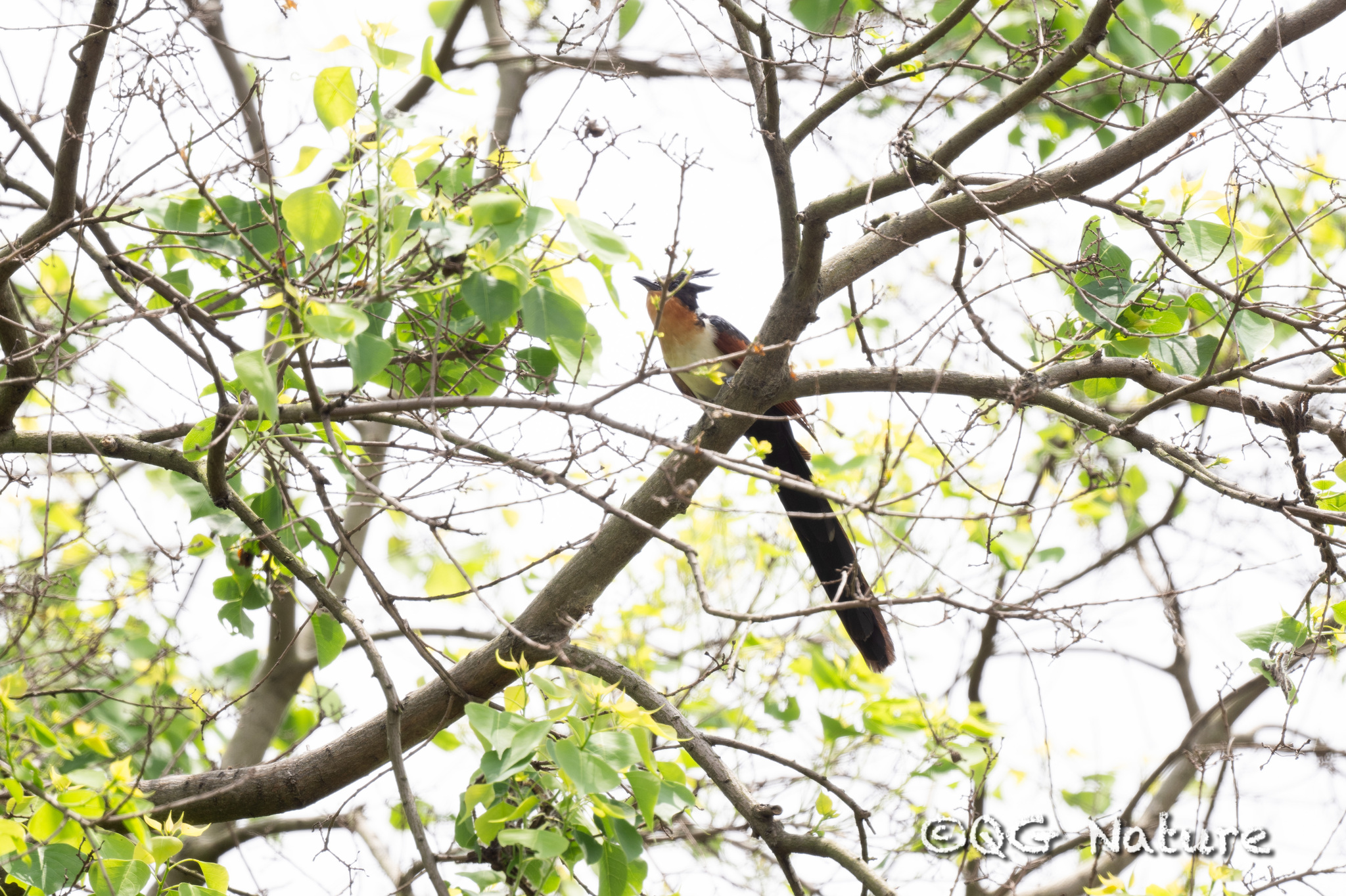 Chestnut-winged Cuckoo