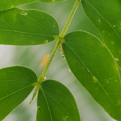 Heteropsylla