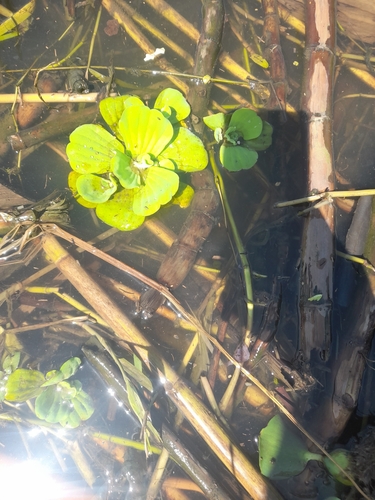 Water Lettuce