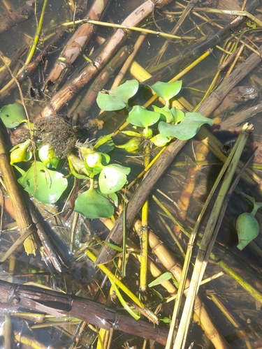 common water hyacinth