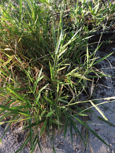 Image of Urochloa eminii by (c) Fabrício Mil Homens Riella, some rights reserved (CC BY)