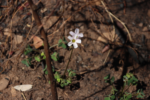 Image of Oxalis dentata by (c) Tony Rebelo, some rights reserved (CC BY-SA)