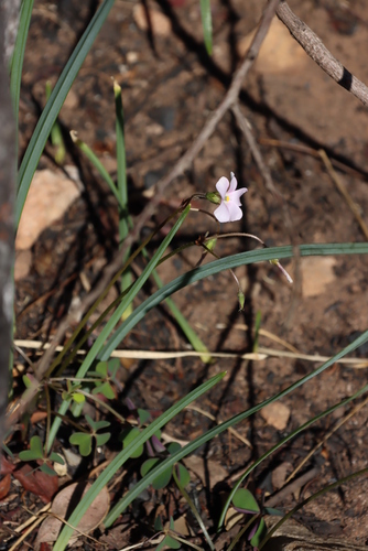 Image of Tooth Sorrel (Oxalis dentata) by (c) Tony Rebelo, some rights reserved (CC BY-SA)