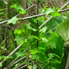 Ribes americanum