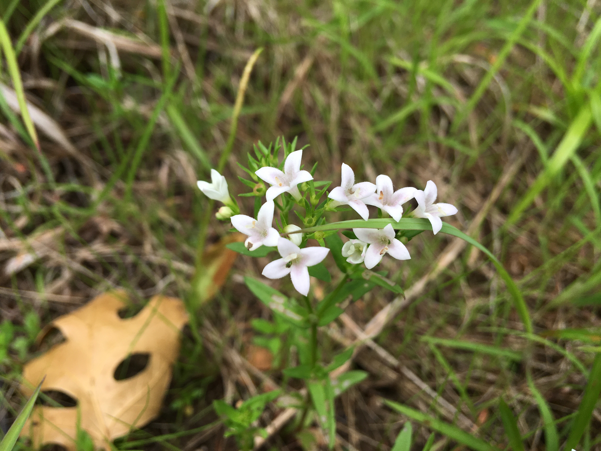 Houstonia purpurea var. calycosa
