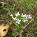 Houstonia purpurea calycosa - Photo (c) Joanna Brichetto,  זכויות יוצרים חלקיות (CC BY-NC)