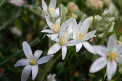 Ornithogalum montanum, photograph (c) Eleftherios Katsillis, some rights reserved (CC BY)