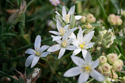 Ornithogalum montanum, photograph 5