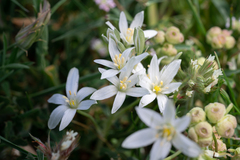 (c) Eleftherios Katsillis, some rights reserved (CC BY) Ornithogalum montanum, photograph (c) Eleftherios Katsillis, some rights reserved (CC BY)