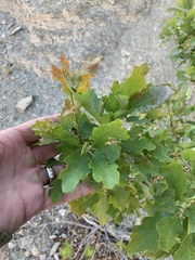 Quercus × undulata