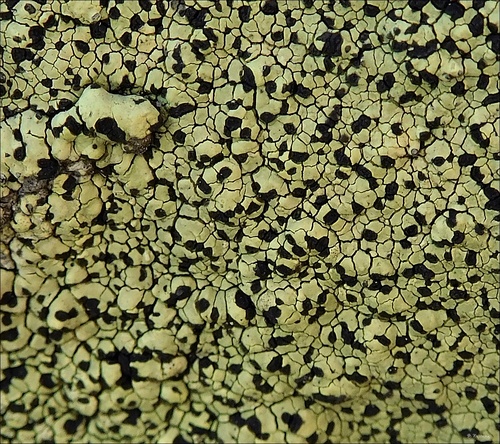 Map Lichens