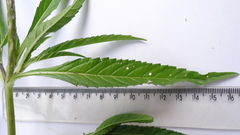 Stachytarpheta angustifolia