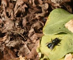 Osmia lignaria propinqua