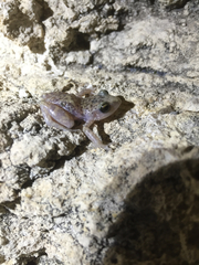 Eleutherodactylus marnockii