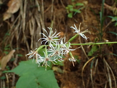 Ainsliaea acerifolia, photograph author not stated, no rights reserved