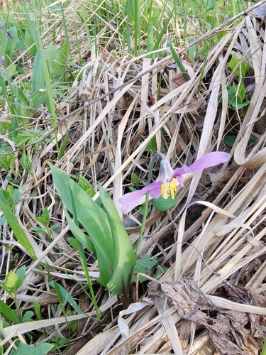 Siberian Fawn Lily
