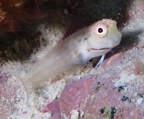 Great Barrier Reef blenny (Ecsenius stictus) — Blenniidae — 3