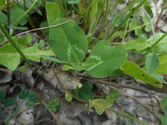 Trifolium repens