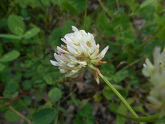Trifolium repens