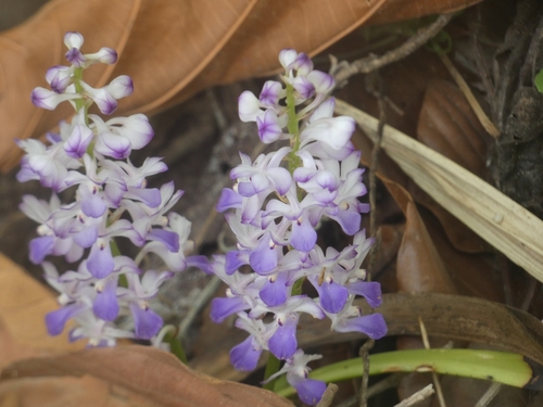 Foto de Orquídea