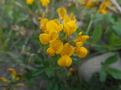 Hippocrepis comosa