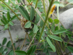 Hippocrepis comosa