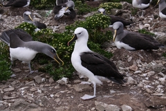 Indian Yellow-Nosed Albatross photo 3