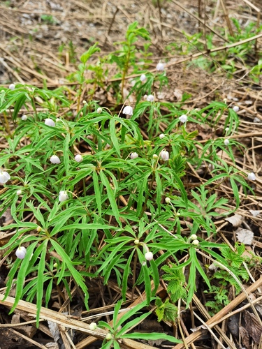 Anemonoides caerulea
