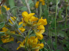 Hippocrepis comosa