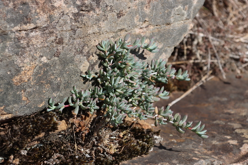 Image of Lampranthus emarginatus by (c) Tony Rebelo, some rights reserved (CC BY-SA)