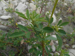 Melilotus