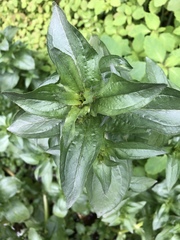 Veronica anagallis-aquatica