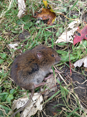 Clethrionomys gapperi