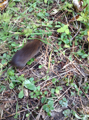 Clethrionomys gapperi