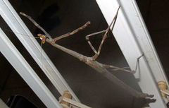 Mantodea
