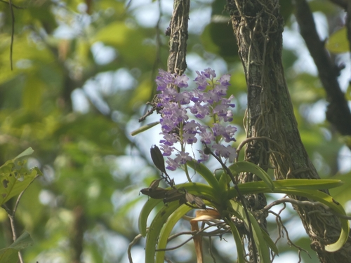 Foto de Orquídea