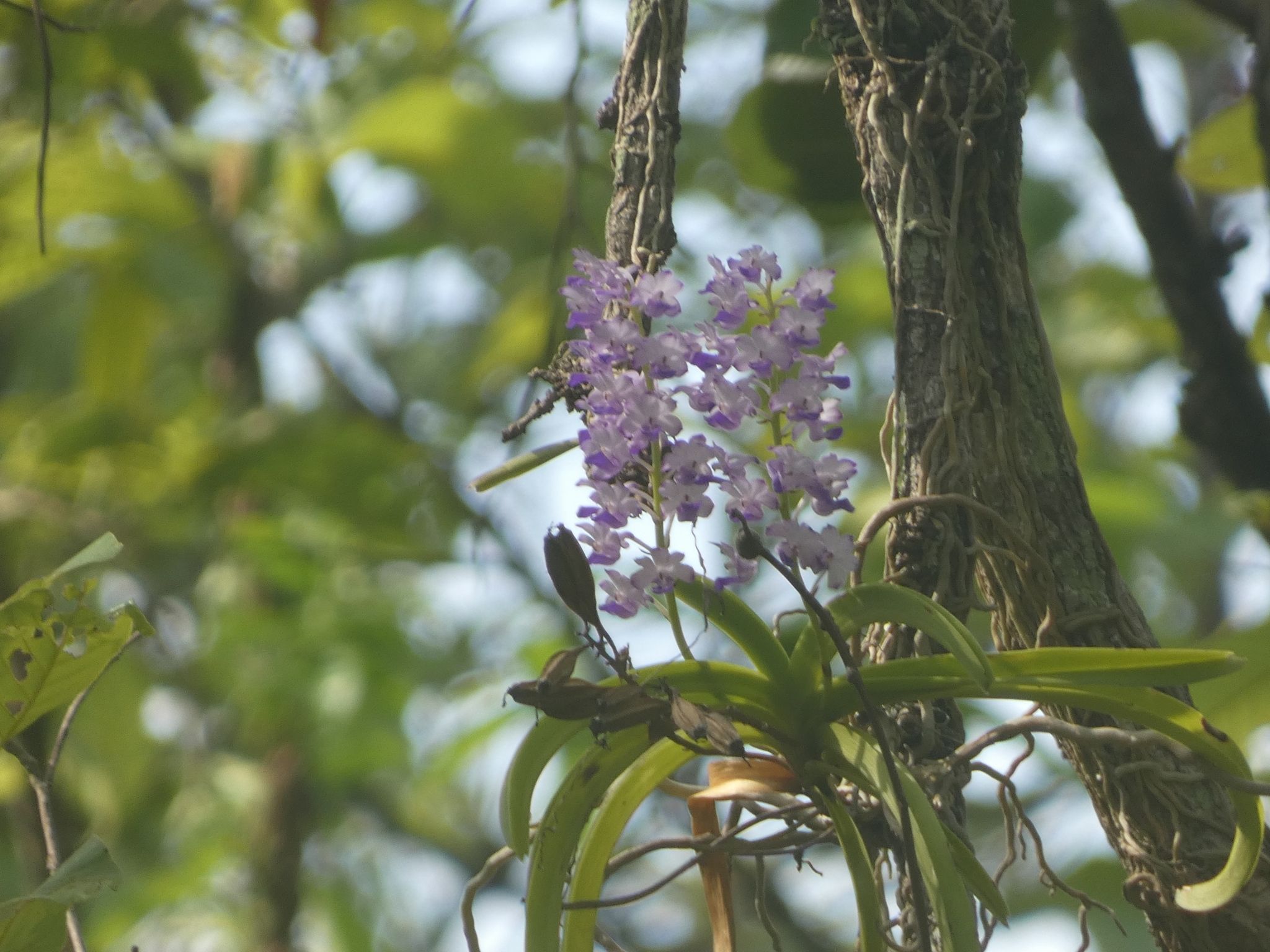 Imagem de Orquídea