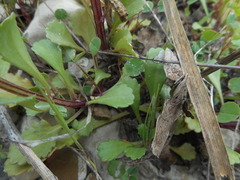 Leucanthemum ircutianum