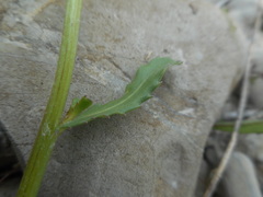 Leucanthemum ircutianum
