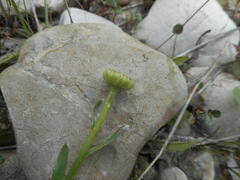 Leucanthemum ircutianum