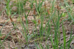 Carex cespitosa