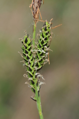 Carex cespitosa