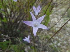 Campanula rapunculus