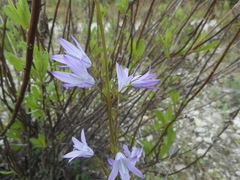 Campanula rapunculus