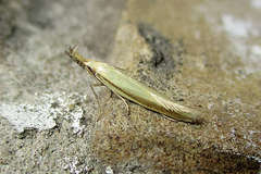 Pleurota pyropella