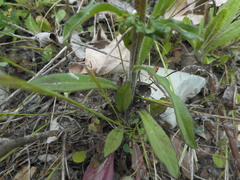 Campanula rapunculus