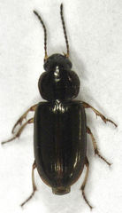 Haplanister crypticus