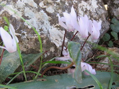 Cyclamen creticum