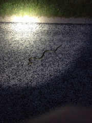 Lampropeltis splendida